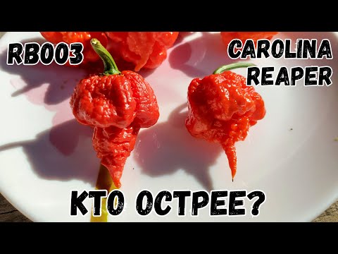 Видео: Сравнительная дегустация RB003 и Carolina Reaper Red
