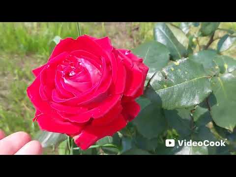 Видео: Наши 8,4 сотки🏡Начинают расцвет мои розочки 🌹и лилии. А прополку ни кто не отменял 🤷‍♀️