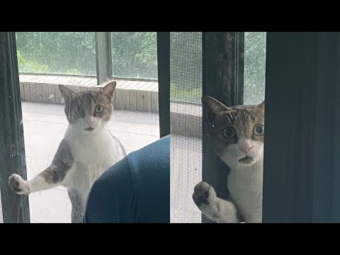 Видео: Кошки просто делают то, что у них получается лучше всего 🤣 Смешные видео с кошками 2025 🐱 Часть 81