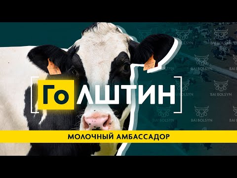 Видео: Голштин — лучшая порода для молочного бизнеса? Рацион, содержание, история и рекорды