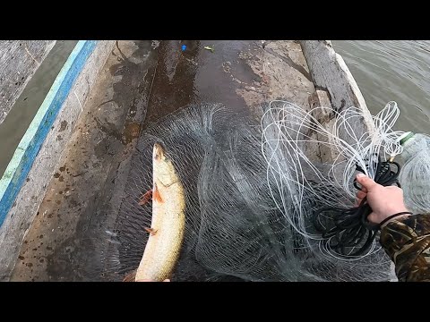 Видео: рыбалка на кастинговую сеть рекомендую посмотреть