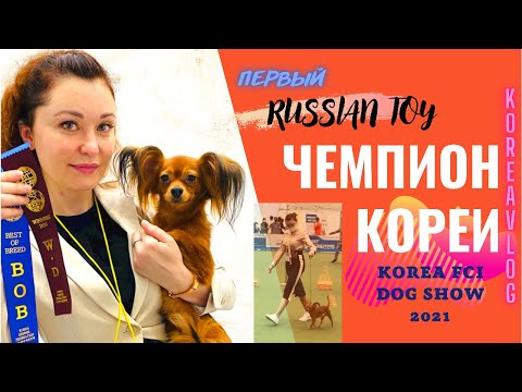 Видео: Большая выставка собак в Корее 2021/KOREA FCI & FCI A20, KKF DOG SHOW/KOREA VLOG