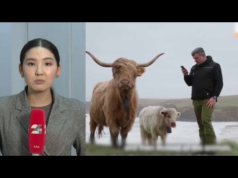 Видео: Жасанды интеллект мал бағады