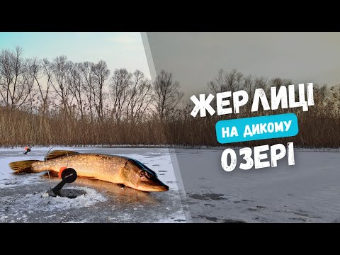 Видео: ЩУКА НА ДИКОМУ ОЗЕРІ. Зимова риболовля на жерлиці та мормишку