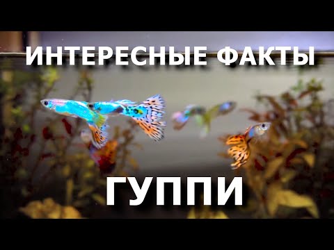 Видео: Гуппи, то что вы не знали!? Интересные факты об этих рыбках.