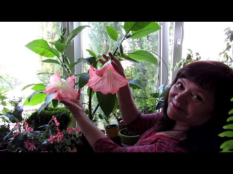 Видео: ПРЕКРАСНЫЙ АРОМАТ ШИКАРНЫХ ЦВЕТОВ. Особенности цветения БРУГМАНСИИ на подоконнике.