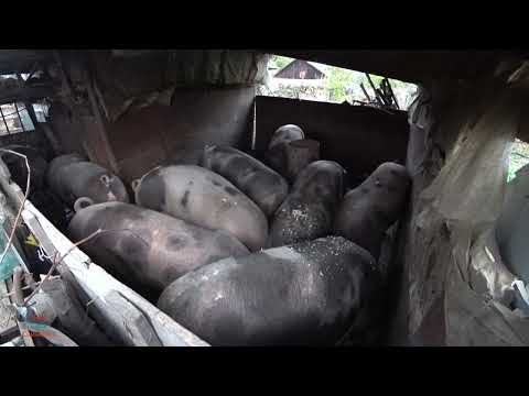 Видео: СКІЛЬКИ ТРЕБА КОРМУ на одне порося від А до Я від народження до зарізу Продаж поросят!