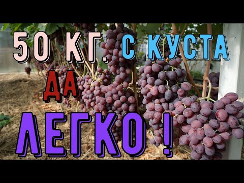 Видео: Виноград в теплице . Куст- монстр . Супер урожай.