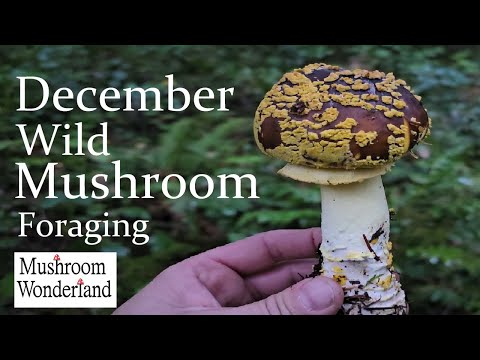 Видео: Сбор лесных грибов в декабре 2023 г.