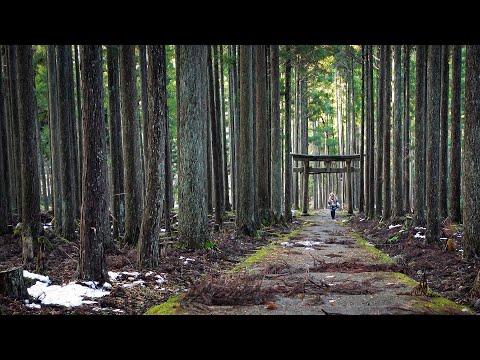 Видео: Неизведанная Япония | Место силы в горах Киото | Путешествия по японии | Синтоистский храм Камо