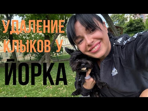 Видео: УДАЛИЛИ ЗУБЫ У ЙОРКА  #poland 🇵🇱