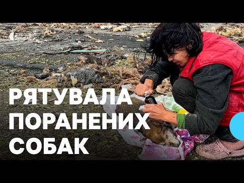 Видео: У Святогірську зооволонтерка рятувала собак, поранених через російський обстріл