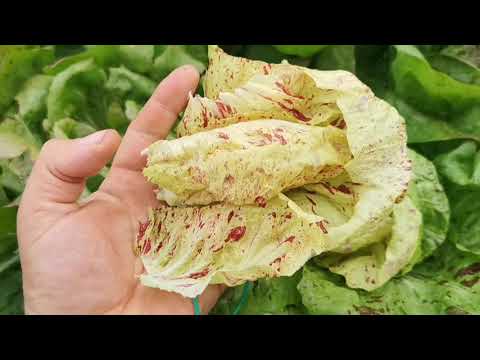 Видео: РАДИЧЧИО как его выращивать на огороде! ТРИ СПОСОБА! Цикорный салат как он растёт!