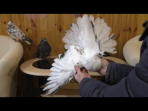 Видео: Племенной учёт голубей.