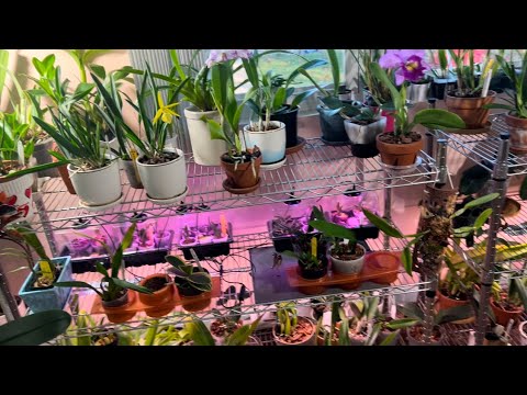 Видео: Про свет и полив в зимнее время орхидей  без выраженного периода покоя.Видео для новичков. 😁❤️