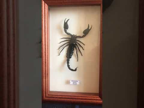 Видео: Любовный гороскоп Для СКОРПИОНА   Как удержать мужчину СКОРПИОНА   Как очаровать мужчину СКОРПИОНА