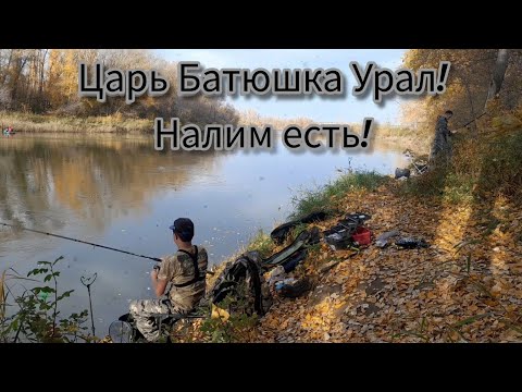 Видео: #рыбалка #фидер #кино #природа #fishing #озеро #carpfishing #путешествия #поплавочнаяудочка