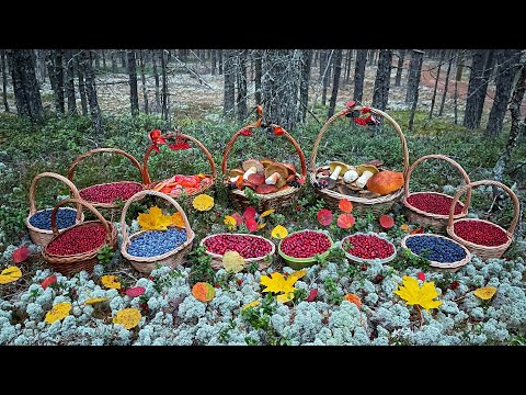 Видео: ЗАРАБОТАЛ НА НОВУЮ МАШИНУ ЗА ОДИН ДЕНЬ НА ГРИБАХ и ЯГОДАХ! БЕЛЫЕ ГРИБЫ БОРОВИКИ ГРУЗДИ! КАРЕЛИЯ 2021
