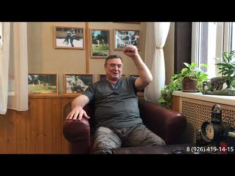 Видео: Алгоритм подготовки легавой собаки