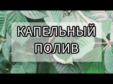 Видео: Как сделать капельный полив на ежевике и малине