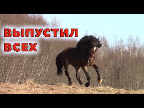 Видео: Кони и козы. Первые прогулки