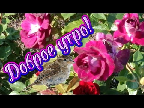 Видео: Доброе утро! 💝🌹❤️ Добрый день!🌹🥀❤️ #красотаприроды #звукиприроды