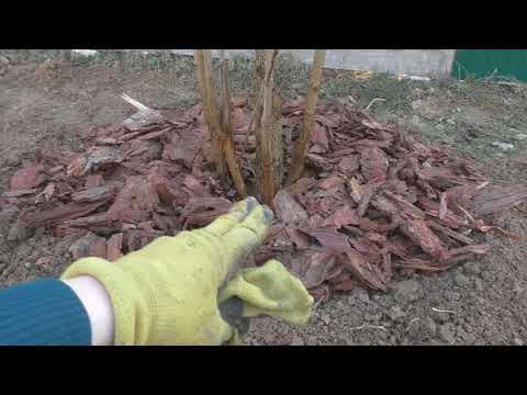 Видео: Пересадка сирени весной и осенью - процесс и результат.