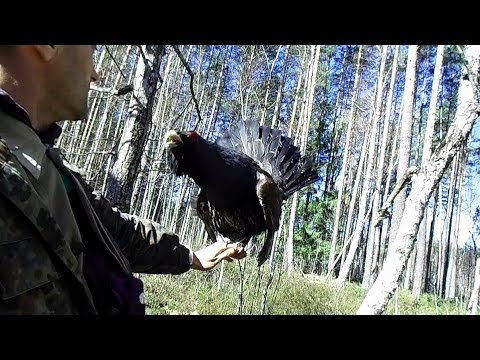 Видео: глухарь токует на руке!!! - Wood grouse in the hand! - Wildlife Belarus