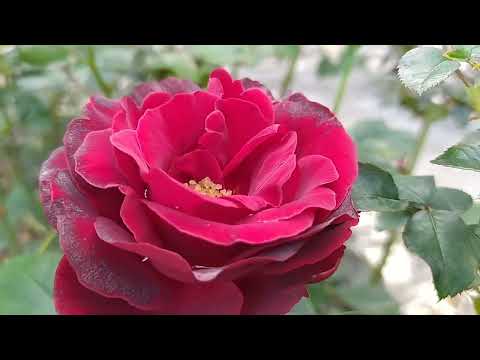 Видео: Дыхание осени//розы с названиями