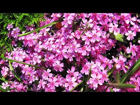 Видео: Весенний флокс сажаем осенью
