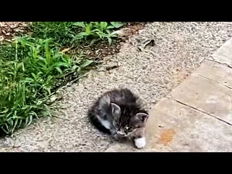 Видео: «Мама, я так голоден. Ты здесь, чтобы отвезти меня домой?»