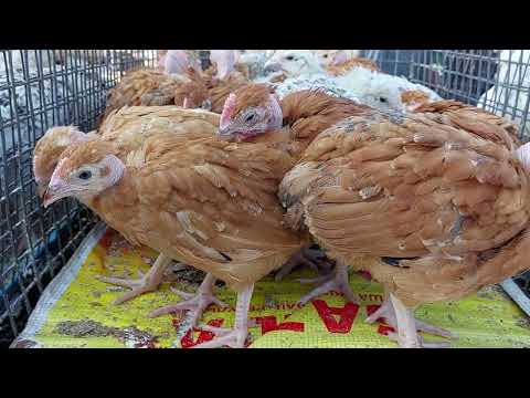 Видео: Ринок Базар Тварин! Кури, качки, гуси, . Цікавий огляд тварин та цін! #село #салон #люди #любовь 