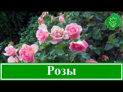 Видео: 🌹 Кустовые розы – как вырастить: посадка и уход за розами, размножение и обрезка роз