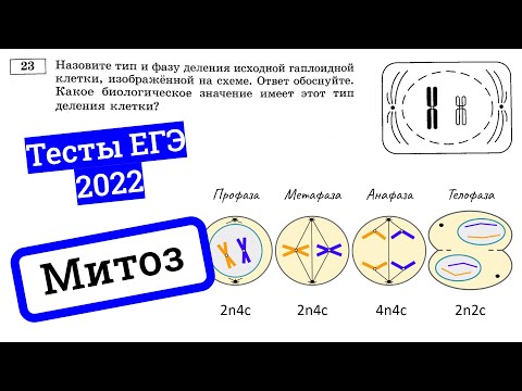 Видео: Митоз – деление клетки. Разбираем тесты ЕГЭ по биологии 2022