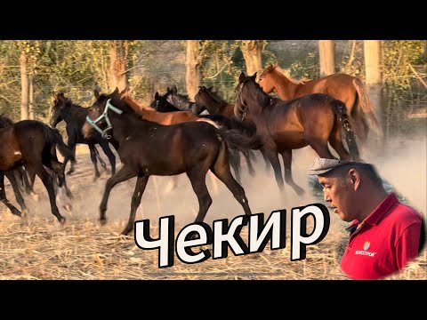 Видео: Чекир 6 Кулун 90 мин сомдон Ноокен 29 сентября 2025 г.