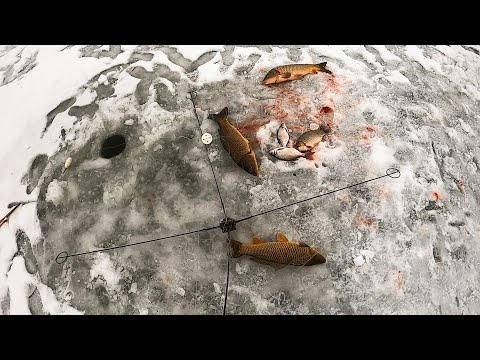 Видео: РУКИ ТРЯСУТСЯ, ДУХ ЗАХВАТЫВАЕТ! СНАСТИ РАЗЛЕТАЮТСЯ В ЛОСКУТЫ.САЗАНЫ НА ХАПУГУ-ХЛОПОК ПРЯМО В ДЕРЕВНЕ