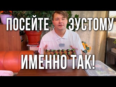 Видео: Два способа посева эустомы. Эустома взойдет 100%, если посеять семена эустомы таким способом.