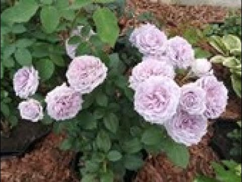 Видео: Розы. Цветение в июне-июле (часть 3). О сортах Novalis, Marie Kurie, Michka, Midsummer, Polka и др.