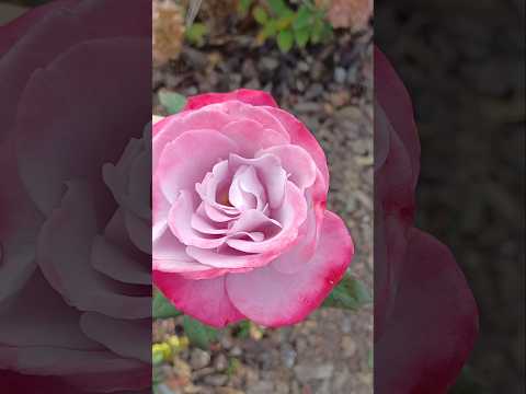 Видео: Хто, знає сорт троянди?