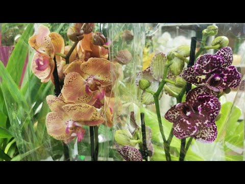 Видео: У нам в Сочи приехали ооочень красивые орхидеи.. 😍