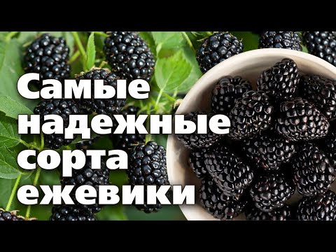 Видео: Ежевика, проверенная на Урале. Лучшие сорта  Советы по уходу летом