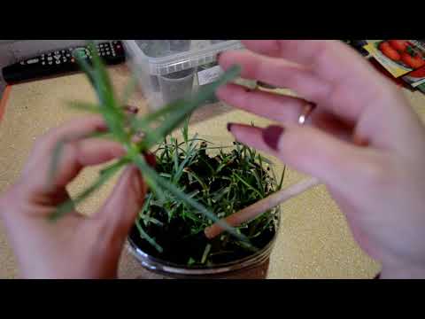 Видео: мой эксперимент укоренение черенка из букета гвоздика кустоая