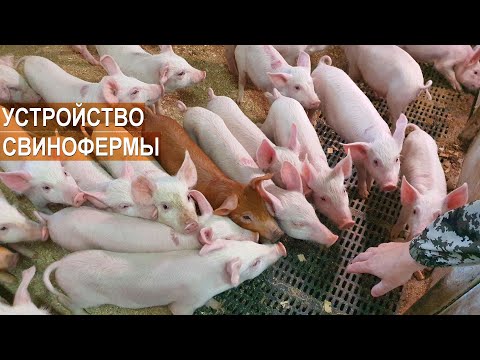 Видео: Содержание свиней. Устройство свинофермы. КФХ Павла Дергачёва