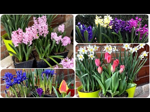 Видео: Посадка тюльпанов в контейнеры.  В предвкушении весны!!!