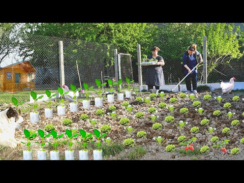 Видео: Мы Сажаем Первые Саженцы в наш Сад. и Готовим Сладости Рамадан Гогал