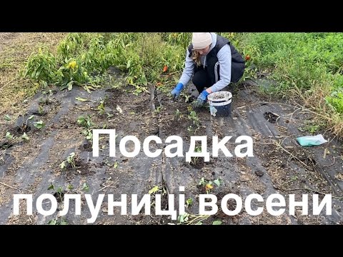 Видео: Посадка полуниці восени