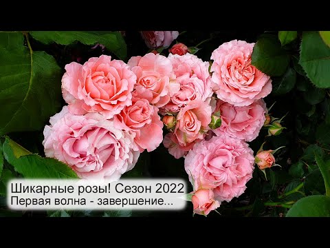 Видео: Шикарные розы! Первая волна цветения роз завершается | Обзор 77 сортов роз