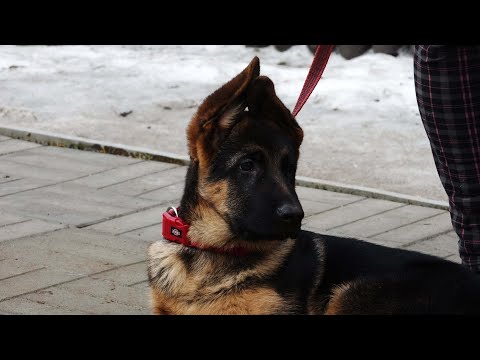 Видео: ДТ-120.  Внимательный щенок немецкой овчарки