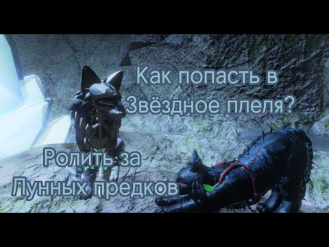 Видео: Как попасть в ЗВЕЗДНОЕ ПЛЕМЯ В Котах Воителях в roblox!?