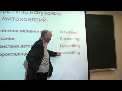 Видео: 51 53 ПовреждениеМитохондрий